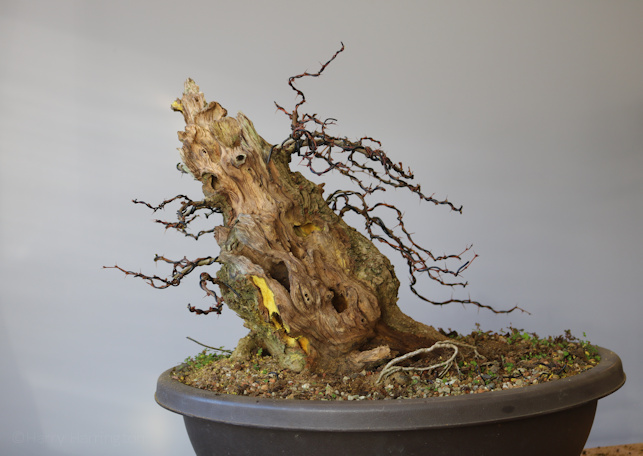 berberis bonsai
